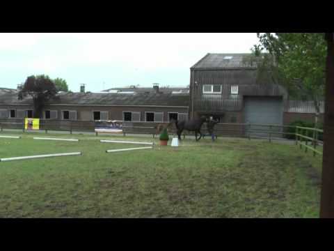 Sudweyher Fohlenschau 2011 - Kat.-Nr. 07: Stutfohlen v. Rascalino - Wolkentanz - Limburg