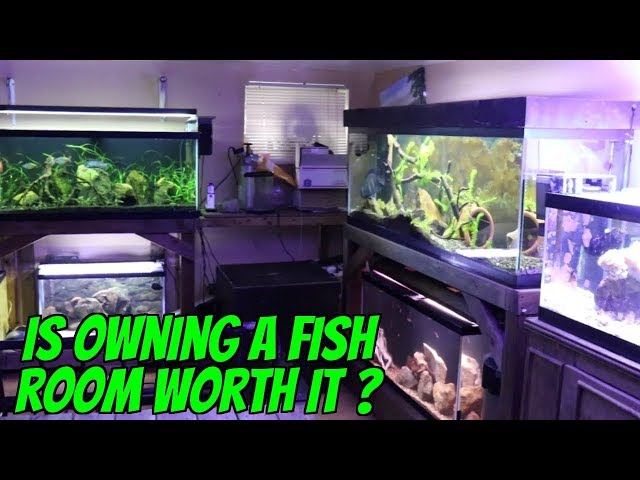Aquarium Fish Rooms Are Awesome ! BUT ARE THEY WORTH IT ? The Pros And Cons To Owning A Fish Room