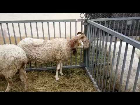 MOSTRA DELLA PECORA FRABOSANA - ROASCHINA : ROASCHIA (CN) 17 - 5 - 2015.