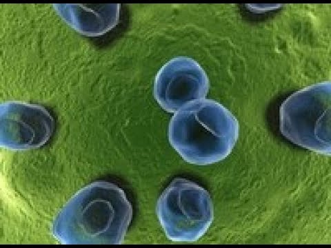 Articolazioni doloranti Specialist Dolore alla schiena sotto le scapole cause