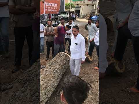 Neem firewood log, for burning, 100% moisture free