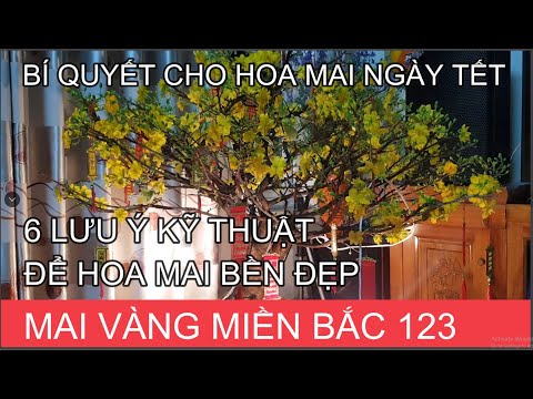 🔴 QBS2112 - Bí quyết & những lưu ý để hoa mai nở bền đẹp hơn trong ngày tết | Bonsai & Tree mai vàng