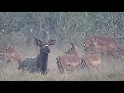 Djuma: Nyala bull  and Impalas - 21:46 - 09/16/2023
