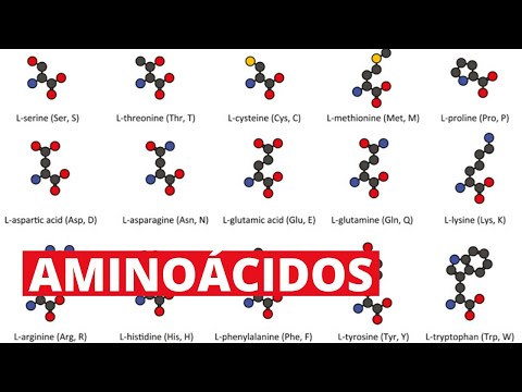 The 20 amino acids and their functions