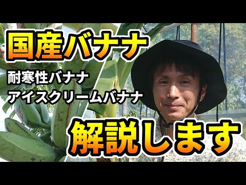 凍ったバナナの木 寒い冬の雪を保存する方法 越冬帆