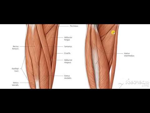 Quadriceps femoris 2