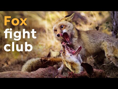 How this Fox Mother Saved the Lives of her Unborn Cubs