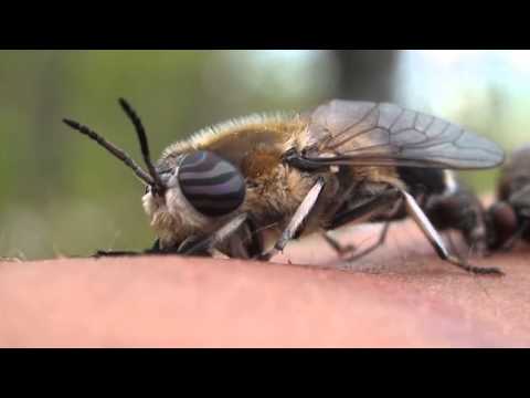 Heptatoma pellucens horse-fly