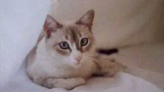 Caetano Veloso - Gelsomina