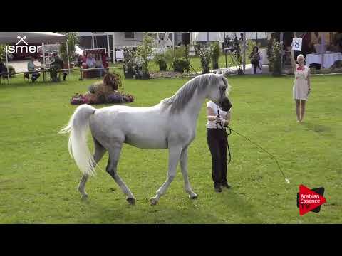 Strohen 2017 C-Show Class 13