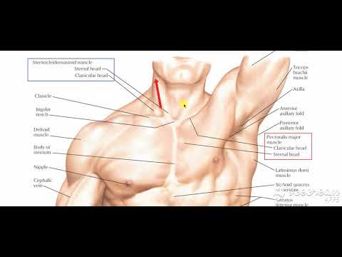 Pectoral region surface anatomy 2
