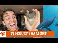 Ik heb een Megalodon tand gevonden! | DierenpraatTV