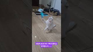 박닌 밤마실 냥줍~집냥이로 변신!!! #베트남 #하노이 #박닌 #베트남여행 #박닌여행 #고양이 #냥줍 #집냥…