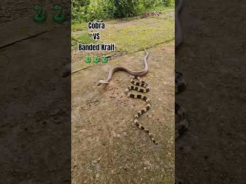 Cobra VS Banded Krait 🐍🐍🐍