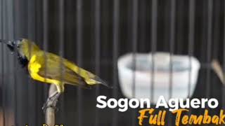 Download lagu MASTERAN SOGON AGUERO ‼️TEMBAKAN ISIAN KOWUL‼️MASTERAN HANDAL mp3