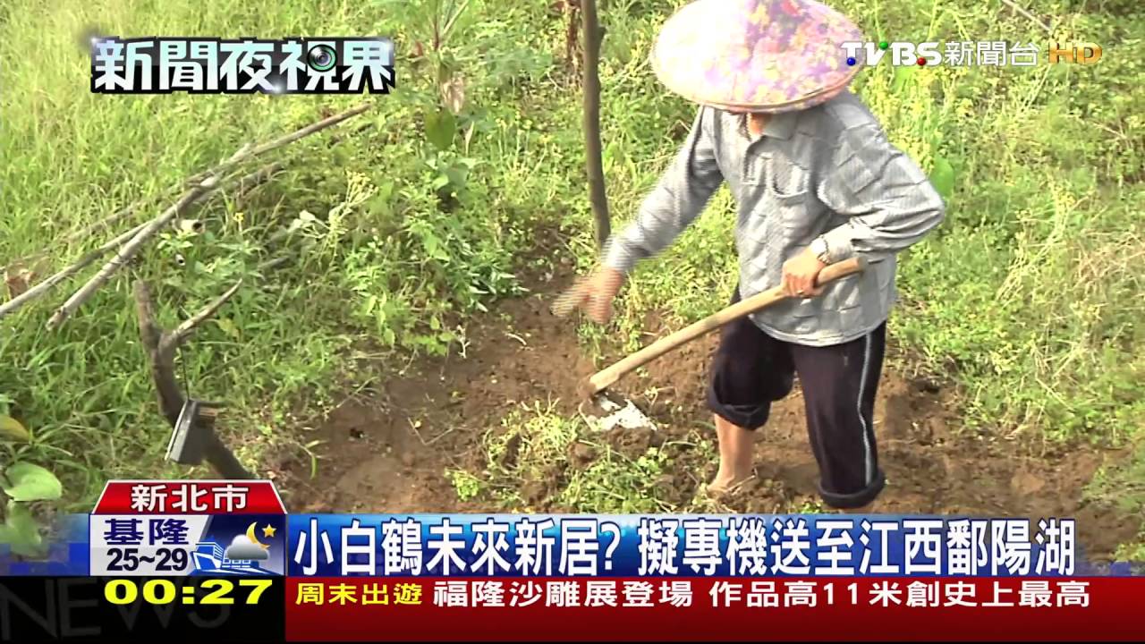 好驚喜！金山小鶴回來了　飛回清水濕地