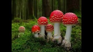 FRANK ZAPPA    LITTLE UMBRELLAS