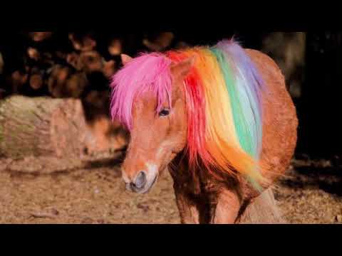 Video 3 aus  Arabian Harmony