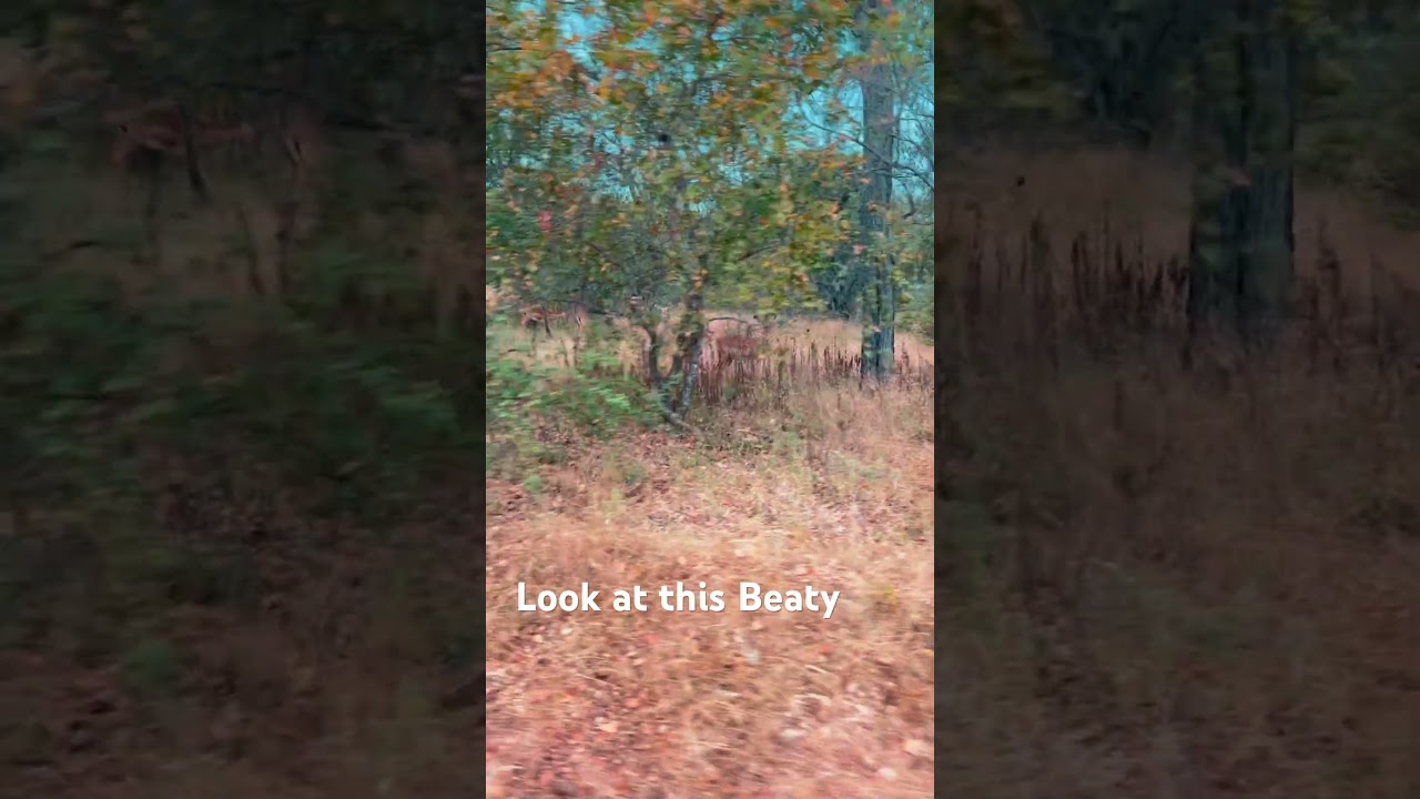 Driving to work today I saw this family !!! #nature #wildlife