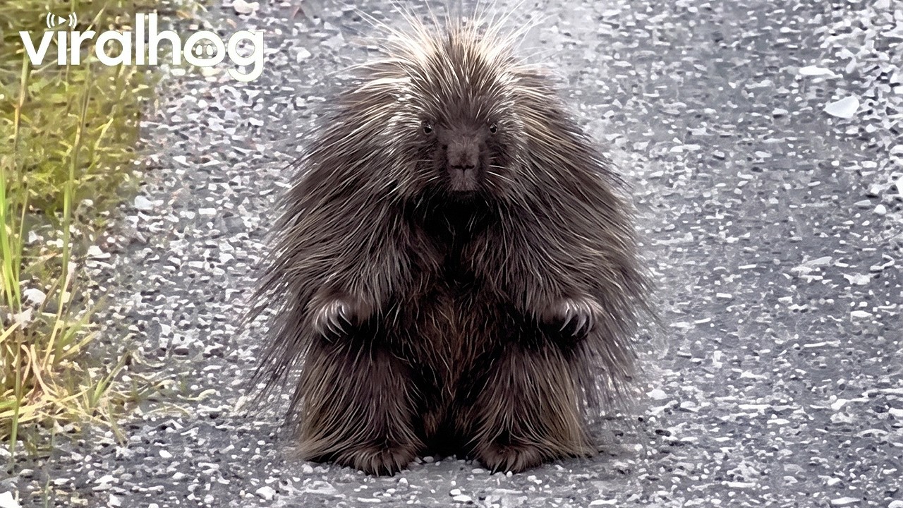 Baby Porcupine Starts Nursing After Hiding Behind Mama || ViralHog