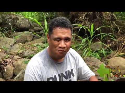 Kokosnuss-Tintenfisch Kochen im Freien mit Toa Luau