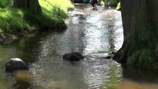 preview picture of video 'Bradgate Park. (Wild Deer) Leicester. July 2012'