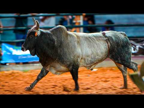 Rodeio de TERRA RICA 2025 - Disputa Final em Touros