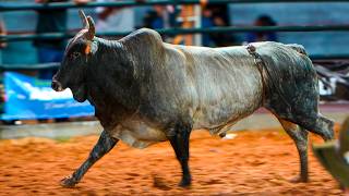 Rodeio de TERRA RICA 2025 - Disputa Final em Touros