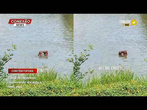 Vídeo: Casal de capivaras ‘namorando’ encanta a web; veja.