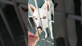 Video preview image #1 Siberian Husky Puppy For Sale in Pasadena, CA, USA