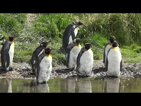 PATAGONIA 9 Tierra del Fuego   Reserva natural pinguino rey & Ushuaia