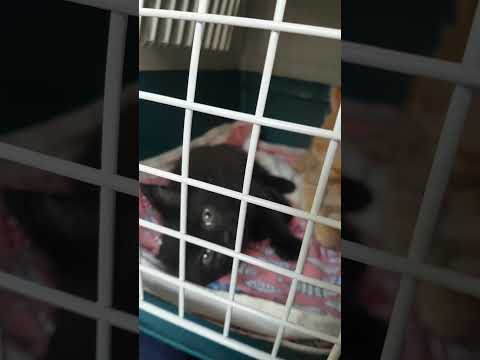 Tiny Edgar, tiny Oisín