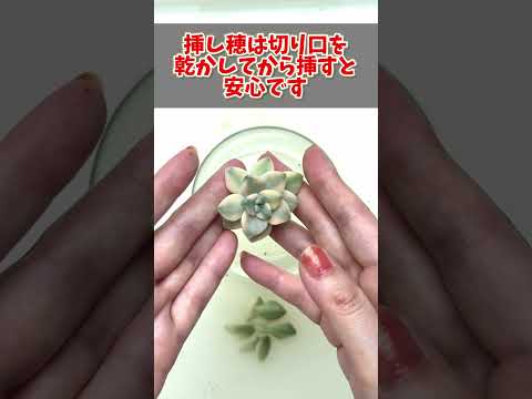 園芸 互葉パピルス