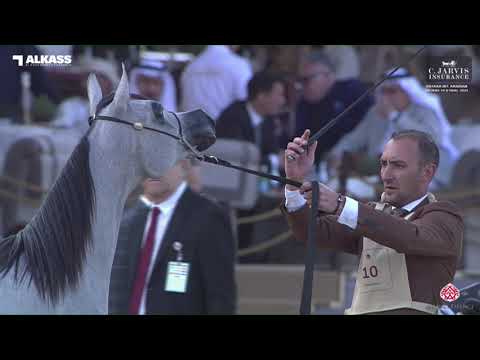 N 10 HARIRYAH AL NASSER   Katara Int  Arabian Horse Festival 2023   Yearling Fillies Class 1A