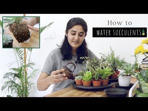 Watering tips for succulent plant