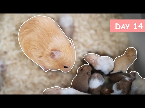 Feeding & Playing with Hamster Babies - Day 14