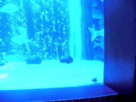 Berlin Aquadom - Lobster movement