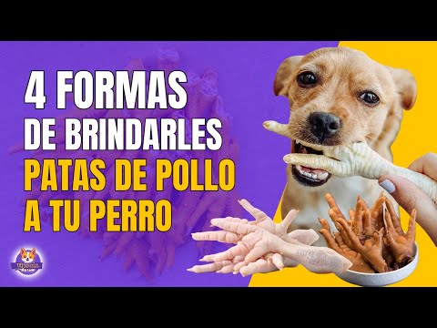 , title : 'FORMAS DE BRINDARLE PATAS DE POLLO A TU PERRO'