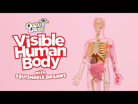 Ooze Labs: Visible Human Body with Squishable Organs