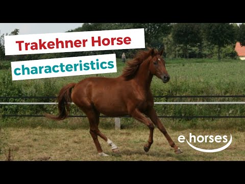 , title : 'Trakehner Horse  | characteristics, origin & disciplines'