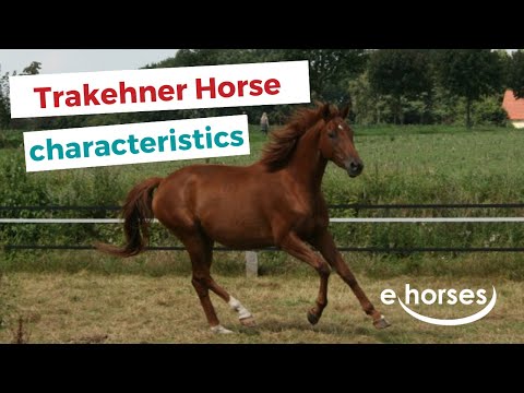 Trakehner Horse | characteristics, origin & disciplines