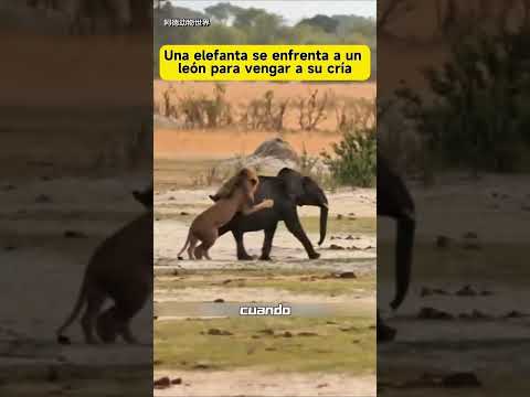 Una elefanta se enfrenta a un león para vengar a su cría. #Fauna #VidaSalvaje #Elefantes