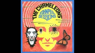 Looking Inwardly by Chameleons
