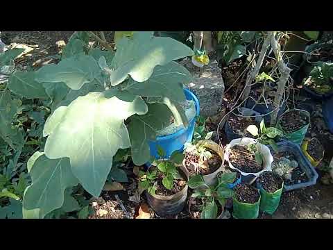 My Garden I Rosamaria's Channel