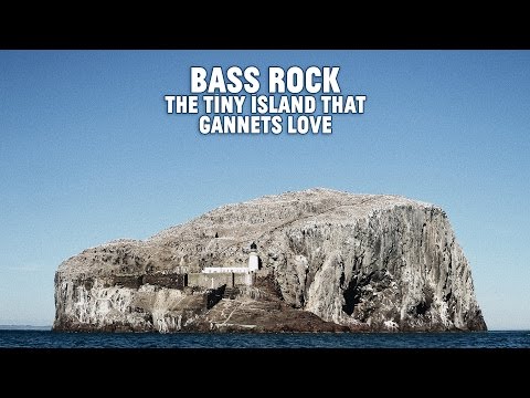 Bass Rock - the tiny island that gannets love