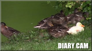 Diary Cam - Adverts that know your name? Getting spooky