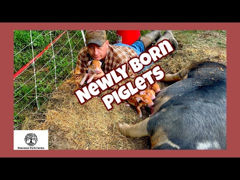 New Piglets - Farrowing on Pasture