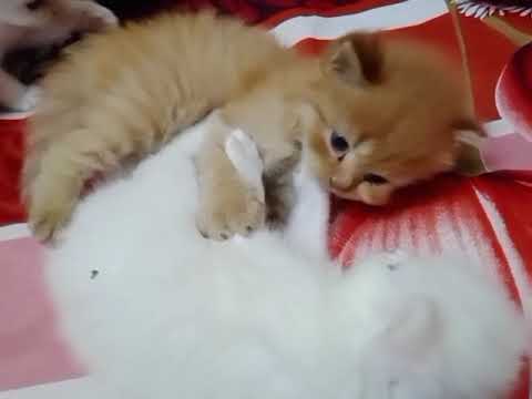 funny | cute kitten fighting| funny cats