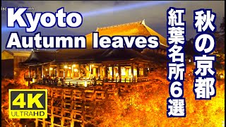 ［4K］KYOTO JAPAN 京都の紅葉 Most Amazing Autumn Leaves in Beautiful Kyoto 京都観光、宝厳院、醍醐寺、毘沙門堂