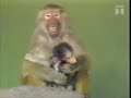 DR1 Filler Med Bavianer I Zoo
